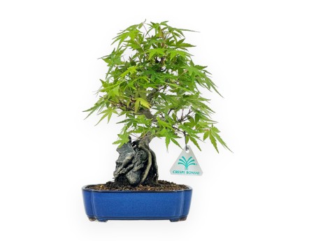 Acer Palmatum Viridis - Maple - 29 cm