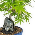 Acer Palmatum Viridis - Acero - 29 cm