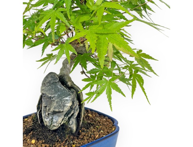 Acer Palmatum Viridis - Maple - 29 cm 2