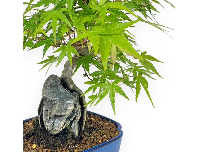 Acer Palmatum Viridis - 29 cm