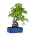 Acer Palmatum Viridis - Acero - 29 cm