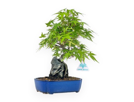 Acer Palmatum Viridis - Acero - 29 cm