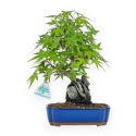 Acer Palmatum Viridis - Acero - 29 cm