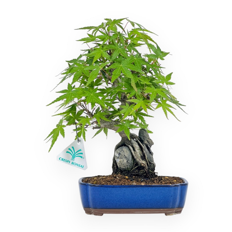 Acer Palmatum Viridis - Acero - 29 cm