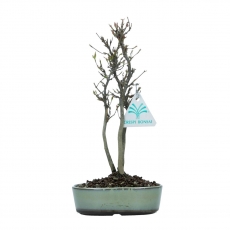 Acer buergerianum - érable - 24 cm
