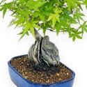 Acer Palmatum Viridis - Acero - 29 cm