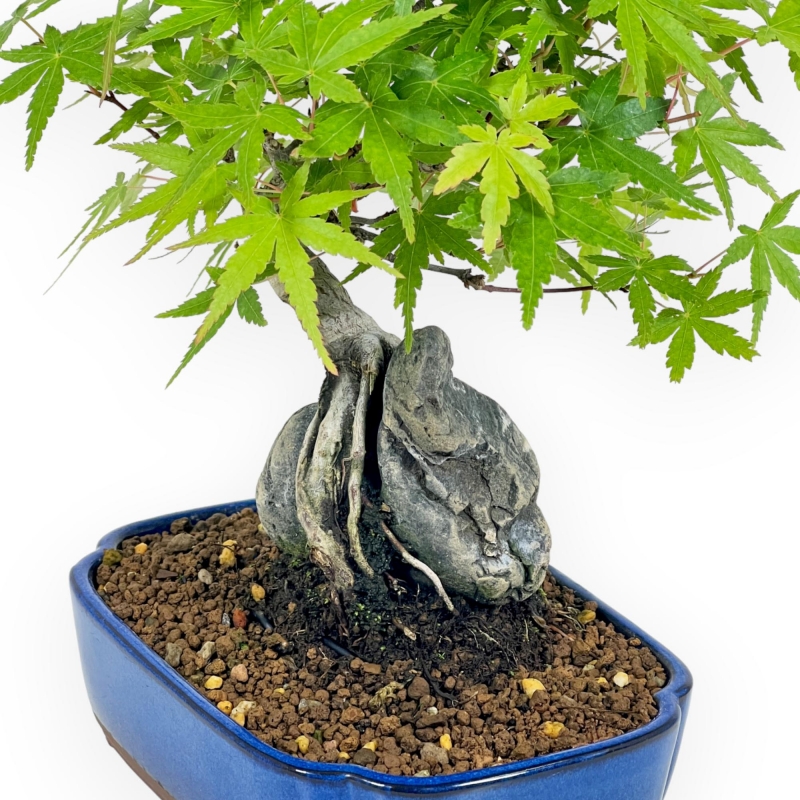 Acer Palmatum Viridis - Acero - 29 cm