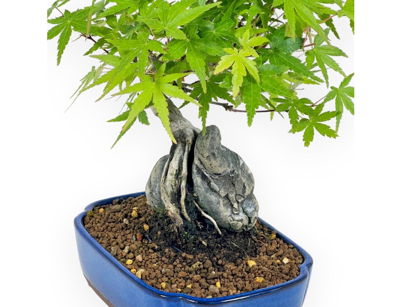 Acer Palmatum Viridis - Érable - 29 cm