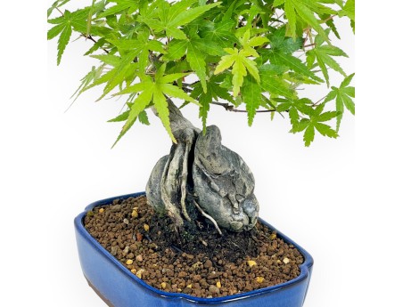 Acer Palmatum Viridis - Acero - 29 cm