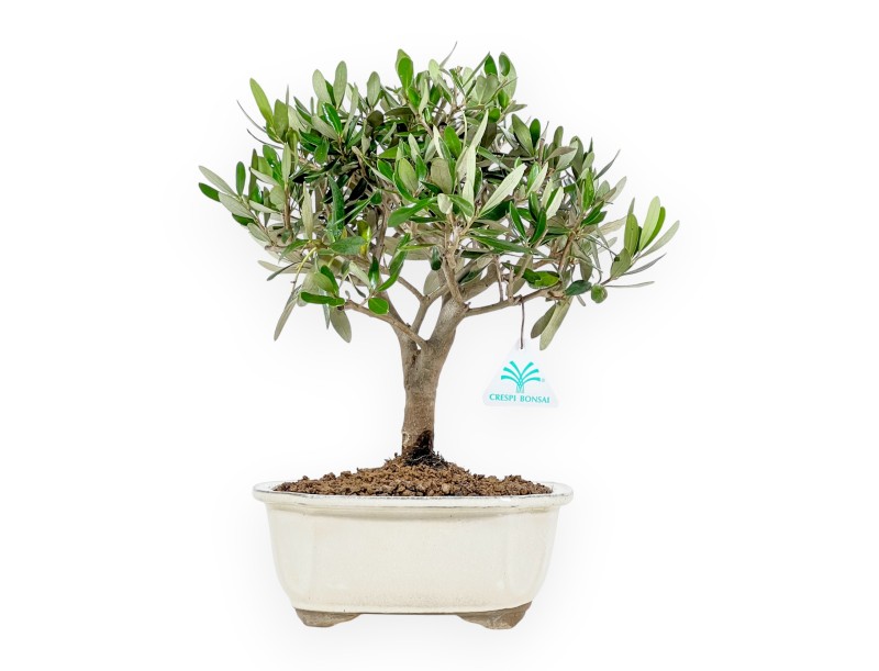 Olive-Set & Mini-Guide