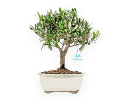 Olive-Set & Mini-Guide