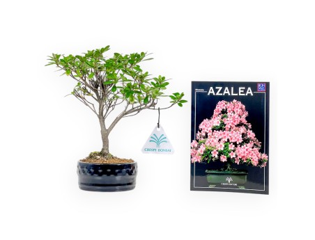 Azalea Set & Mini-Guía