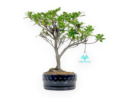 Set Azalea & Miniguida