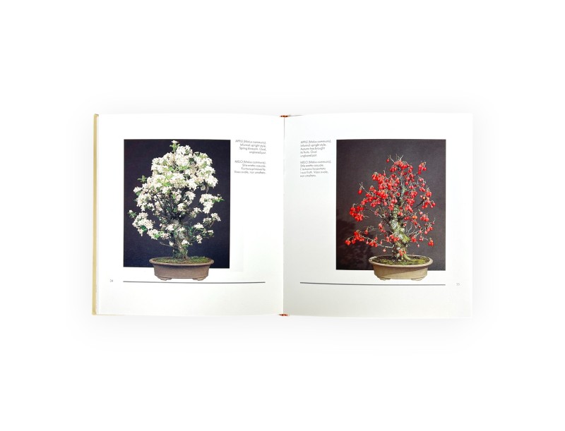 Set Libro Bonsai Suiseki suggestioni & Furoshiki 68 cm