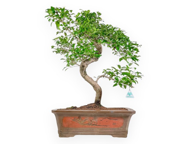 Eugenia - 65 cm