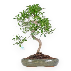 Eugenia - 57 cm