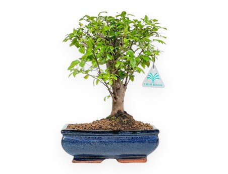 Sagerethia Theezans - Sageretia - 30 cm