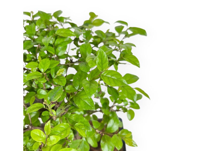 Sagerethia Theezans - 30 cm