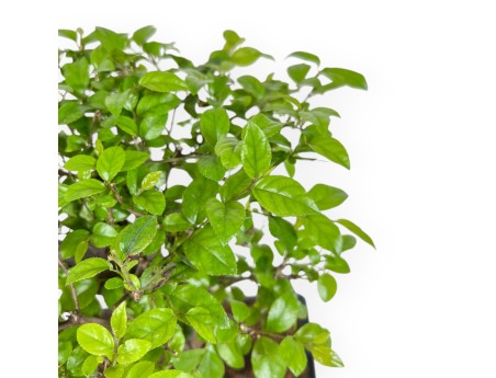 Sagerethia Theezans - Sageretia - 30 cm