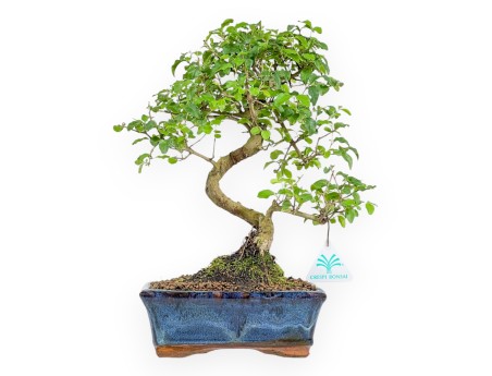 Ligustrum - Troène - 35 cm