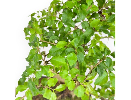 Ligustrum - Privet - 35 cm