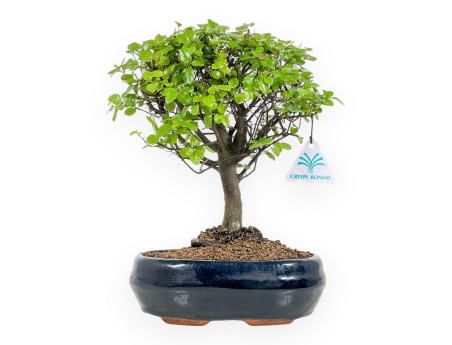 Sagerethia Theezans - Sageretia - 30 cm