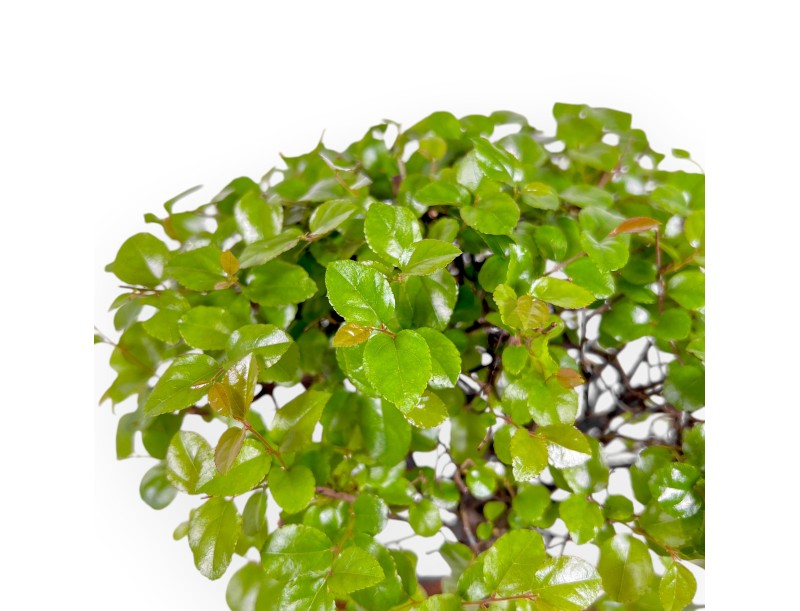 Sagerethia Theezans - Sageretia - 30 cm