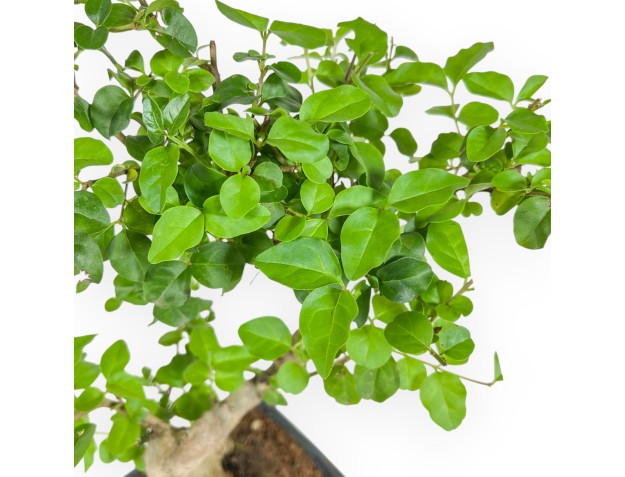 Ligustrum - Troène - 34 cm 2