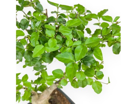 Ligustrum - 34 cm