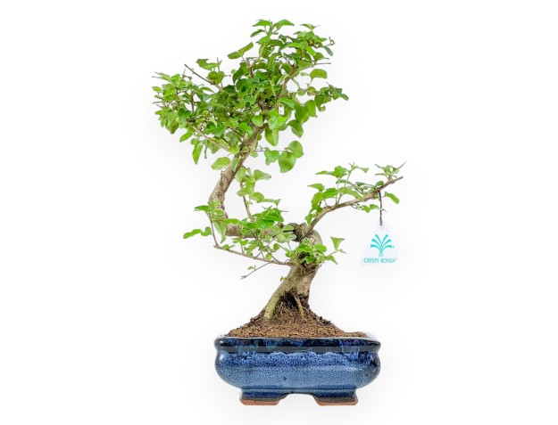Ligustrum - Ligustro - 34 cm