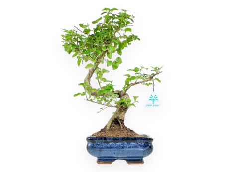 Ligustrum - Troène - 34 cm
