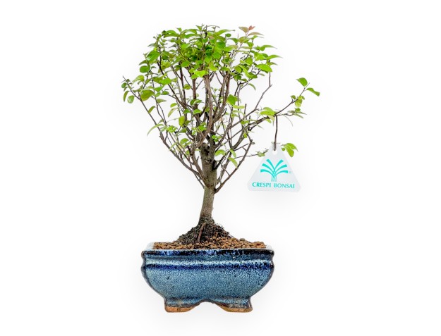 Sagerethia Theezans - 25 cm