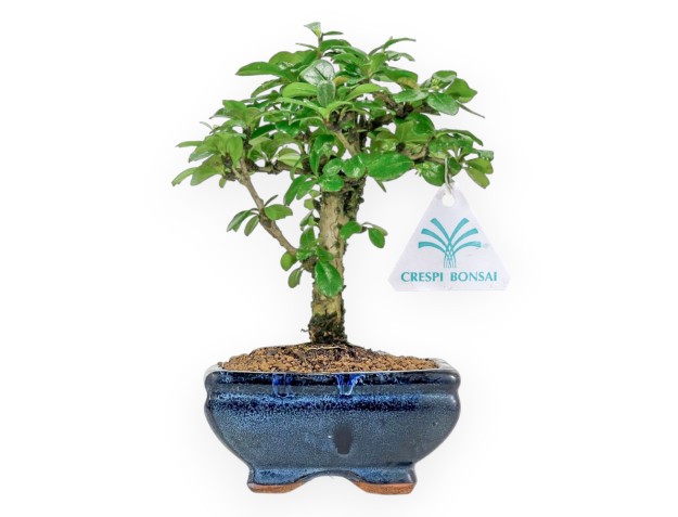 Carmona Macrophylla - Funkientree - 27 cm