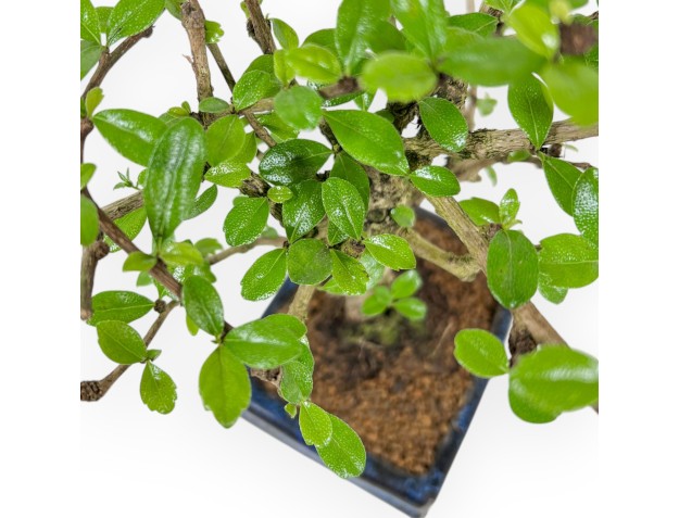 Carmona macrophylla - Arbre à thé  - 27 cm 2