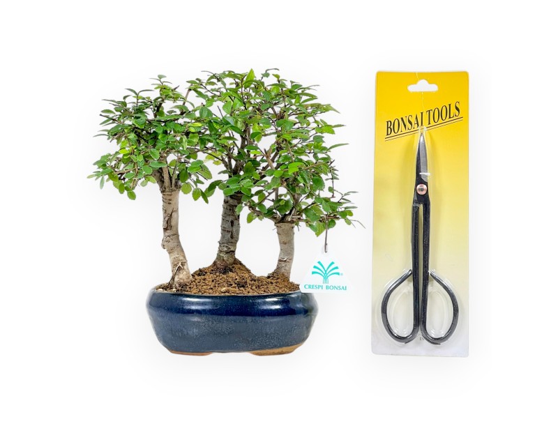 Set Zelkova & Forbici potatura