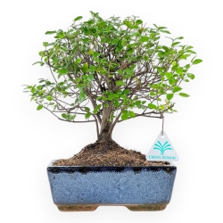 Sagerethia Theezans - Sageretia - 28 cm