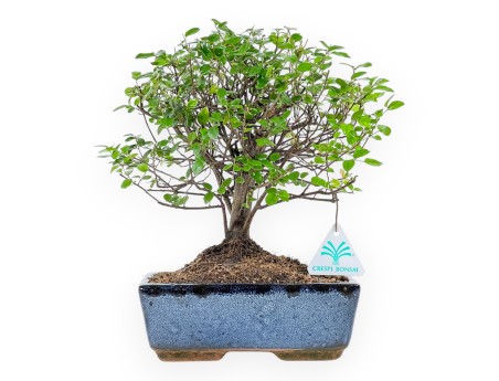 Sagerethia Theezans - Sageretia - 28 cm