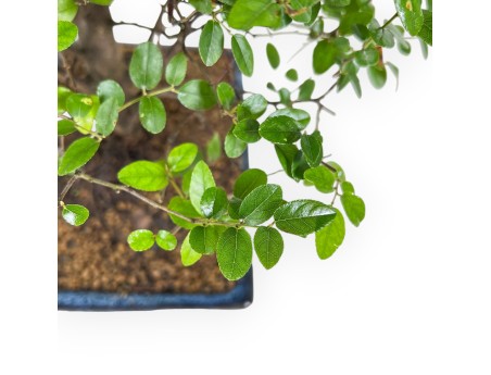 Sagerethia Theezans - 28 cm