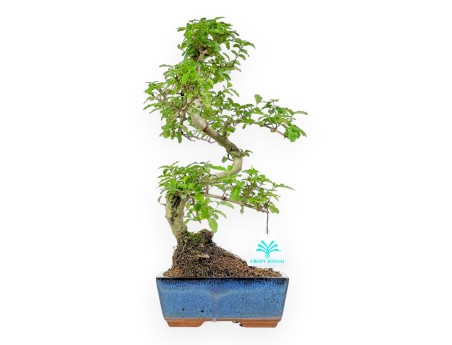 Ligustrum - Ligustro - 35 cm