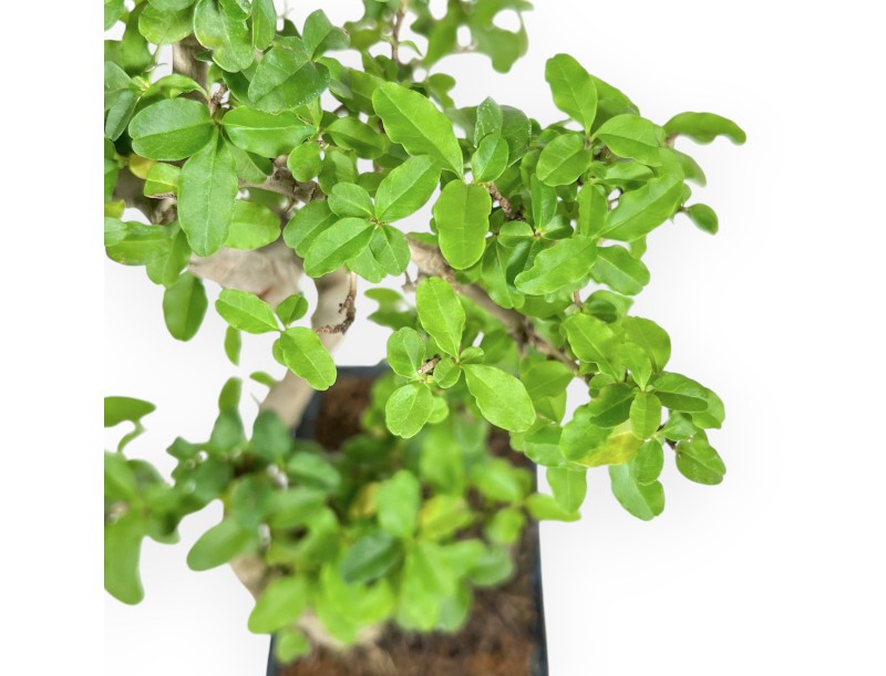 Ligustrum – Liguster – 35 cm