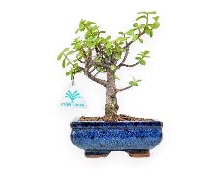 Crassula Portulacaria - 22 cm