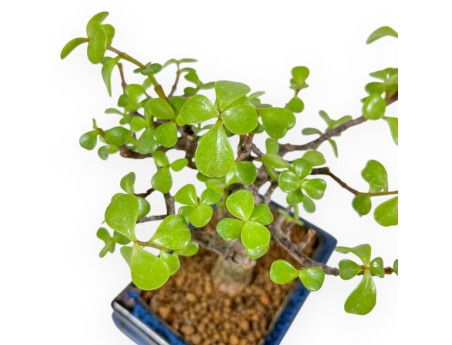 Crassula Portulacaria - 22 cm