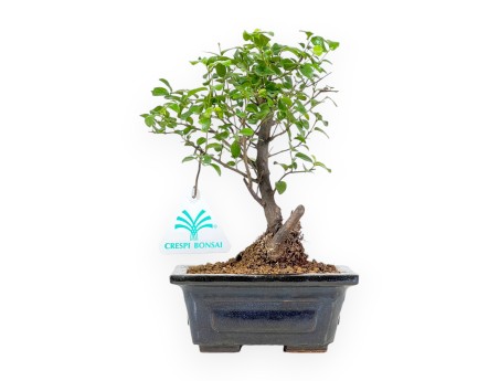 Sagerethia Theezans - Sageretia - 21 cm