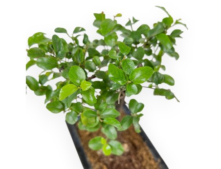 Sagerethia Theezans - Sageretia - 21 cm