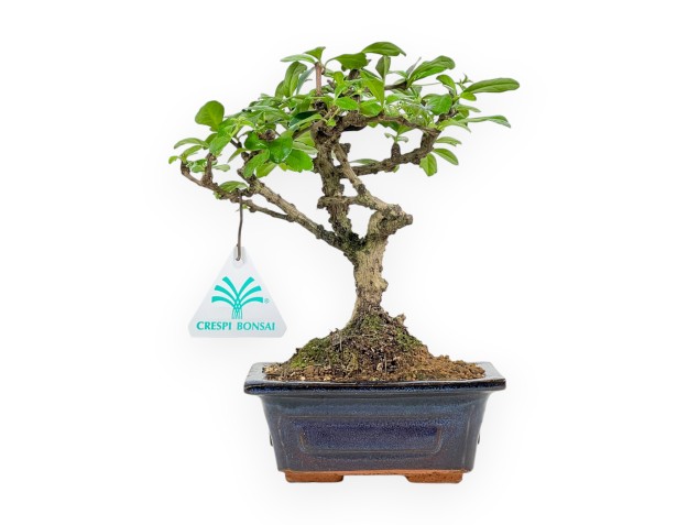 Carmona Macrophylla - Arbre à thé - 20 cm