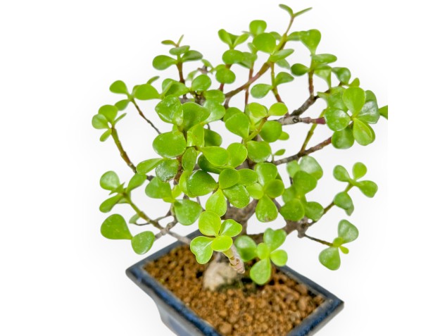 Crassula Portulacaria - 22 cm 2