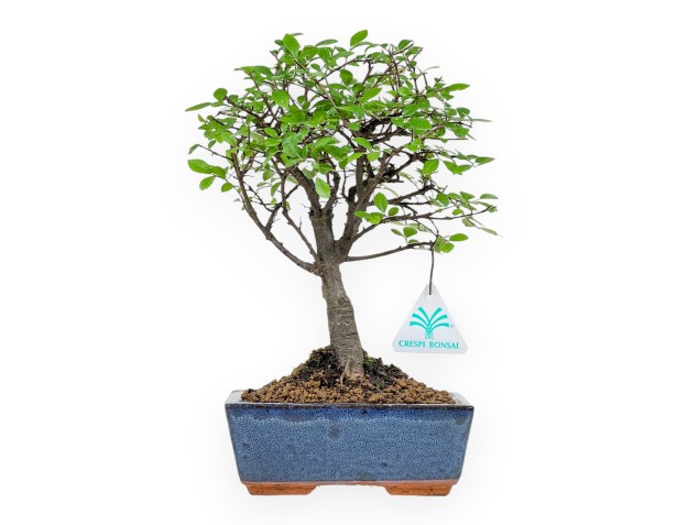 Zelkova Nire - Ulmen - 28 cm