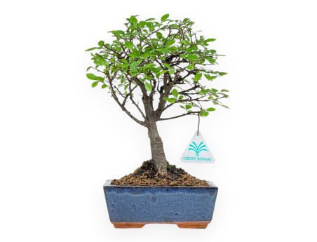 Zelkova Nire - Ulmen - 28 cm