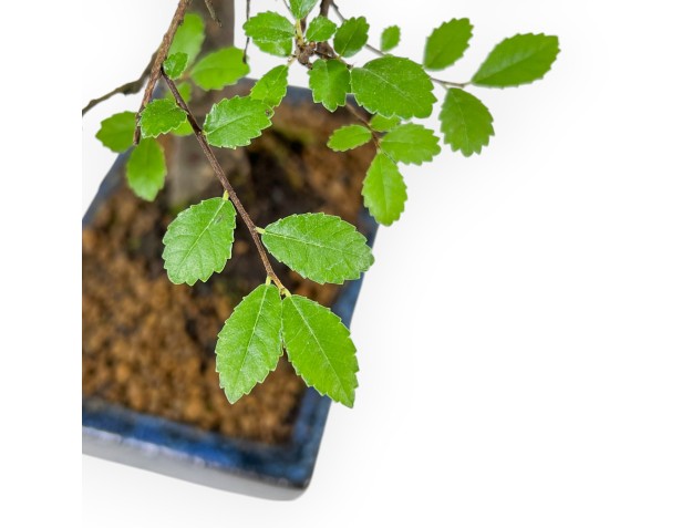 Zelkova Nire - Orme - 28 cm 2