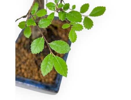 Zelkova Nire - Elm - 28 cm